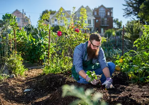 Ce legume se plantează în septembrie