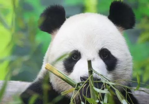 Gata cu „Diplomația Panda”: China își retrage urșii din grădinile zoologice din SUA, în urma divergenților la nivel înalt