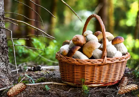 Hribi- ce sunt si ce trebuie să știi despre hribi