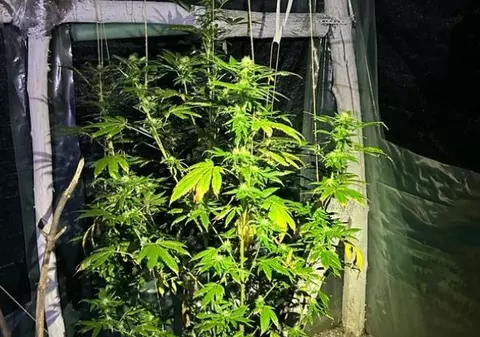 Profesor de engleză din Bacău, suspectat că a cultivat şi vândut canabis. Alți doi profesori din Buzău, bănuiți de implicare în trafic de droguri