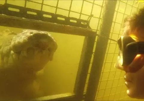 Un expert britanic în crocodili a recunoscut în fața instanței că a abuzat sexual și ucis zeci de câini
