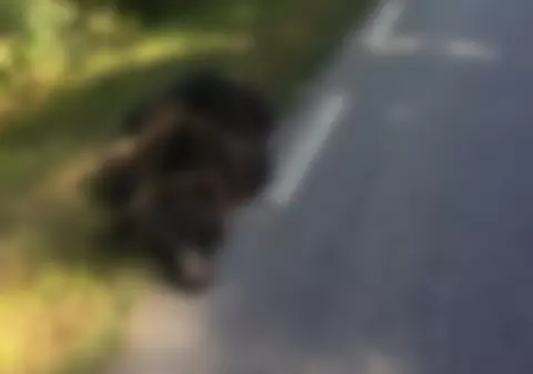 Urs lovit mortal de un șofer de 29 de ani, în județul Sibiu