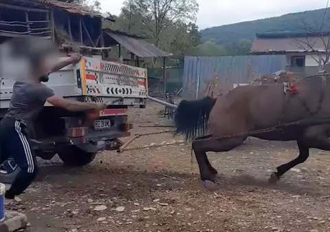 Bărbat filmat când își biciuiește calul și îl forțează să tragă o camionetă cu roțile blocate, ca să îl vândă scump. VIDEO