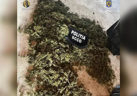 Aproape 1,3 tone de canabis au fost confiscate de DIICOT. Un inculpat, prins după ce s-au tras focuri de armă