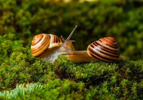 Curiozități despre melci