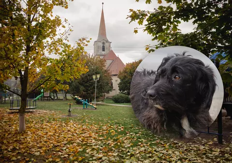 REPORTAJ. Mateș, câinele credincios care își așteaptă de trei ani stăpânul decedat în fața unei biserici din Transilvania: „L-a iubit mult”