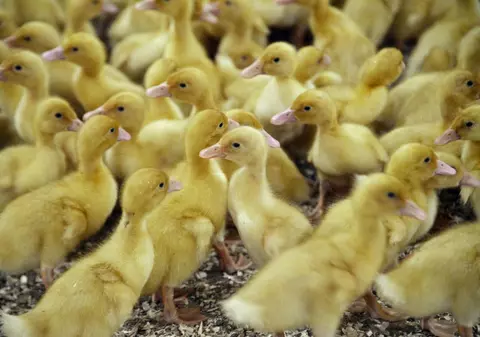 Franța își vaccinează rațele împotriva gripei aviare