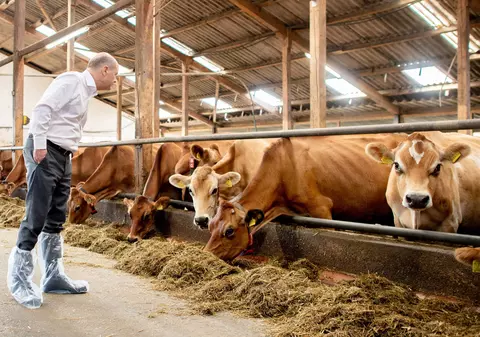 Studiu: Hrănirea vacilor cu alge marine duce la reducerea emisiilor de metan. Suedia vrea să adopte acest model