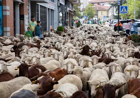 „Chiar nu mă așteptam la asta”. Străzile din Madrid, invadate de mii de oi. VIDEO
