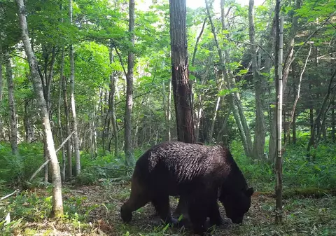 Trei urși care s-au furișat într-o fabrică din nordul Japoniei au fost prinși și uciși de autorități