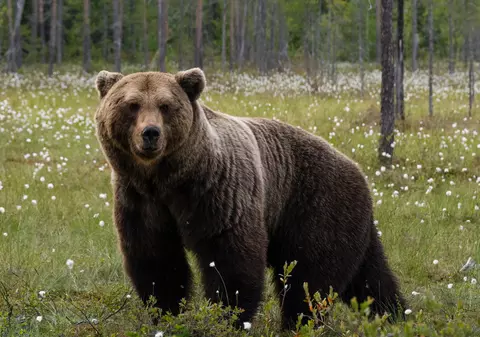 Bărbat de 87 de ani, atacat de un urs în curtea casei sale. În ce stare se află
