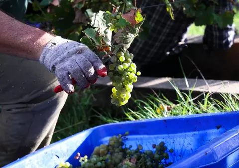 Producția de vin a UE va scădea cu până la 150 de milioane de hectolitri în acest an, anticipează Comisia Europeană