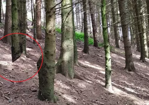 „Această imagine nu este trucaj”. Expert forestier, despre „molidul plutitor” descoperit într-o pădure din Germania | VIDEO