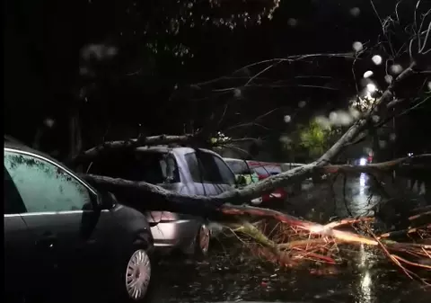 Copaci doborâţi de vântul puternic, în Bucureşti. Şase autoturisme au fost avariate
