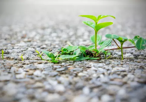 Cum să scapi de iarba şi de buruiana dintre pavele