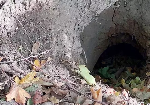 Bursucii au făcut tuneluri și au distrus terasamentul unei căi ferate în Germania, linia trebuie refăcută. La cât se ridică paguba