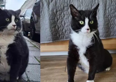 Motanul Gacek, recomandat de Google drept cea mai tare atracție turistică din Szczecin, a fost pus la cură de slăbire: „Subțirel ca George Clooney”