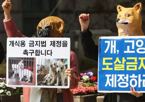 Coreea de Sud vrea să interzică consumul cărnii de câine pentru a pune capăt controverselor legate de acest obicei