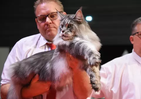 Un motan din rasa Maine Coon, crescut în România, a câştigat titlul de World Winner 2023 la o expoziţie din Franța