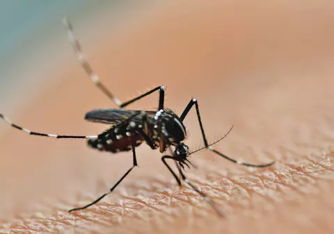 Criza climatică reprezintă o amenințare pentru lupta împotriva malariei, avertizează OMS