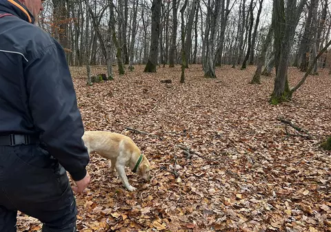 Contribuția serviciilor de dresaj canin în îndeplinirea obiectivelor proiectului „Implementarea  Planului național de acțiune pentru conservarea populației de urs brun din România”