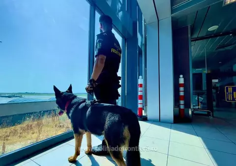 Câinele Ebasa, erou pe Aeroportul Otopeni: A depistat peste 4.000 de pachete de țigări de contrabandă în trei bagaje