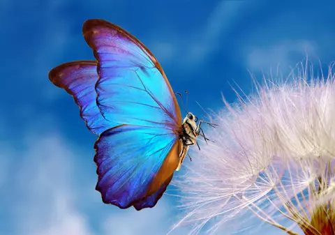 Cât trăiesc, de fapt, fluturii