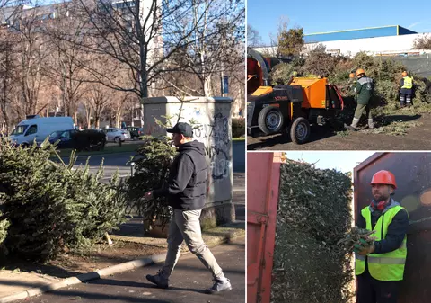 Ce facem cu brazii după Sărbători? Cum arată procesul de colectae și tocare a pomilor care se întorc în natură ca îngrășământ 