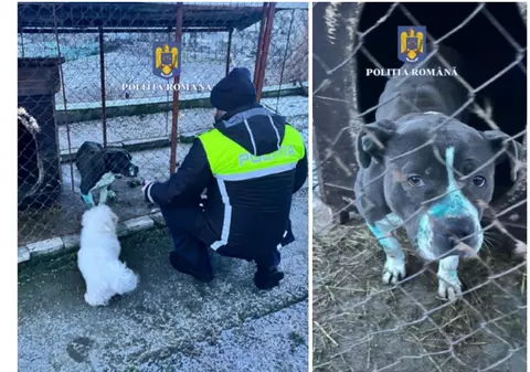 Un bărbat care organiza lupte de câini în Mureș și a tăiat urechile unuia dintre animale, amendat cu 8.000 de lei | FOTO