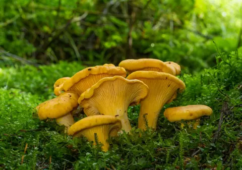 Gălbiori - rețete și beneficii. Cum să prepari „aurul pădurii”