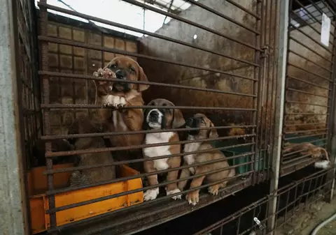 Coreea de Sud pune capăt comerţului cu carne de câine, văzut ca un „capitol mizerabil al istoriei țării”