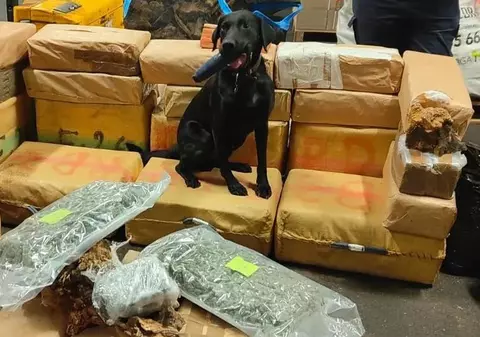 Șofer român de camion, prins cu droguri în valoare de 13 milioane de euro. Un câine polițist a descoperit pachetele între lemnele din remorcă, în Franța