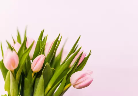 Limbajul și simbolismul florilor: semnificația florilor de primăvară