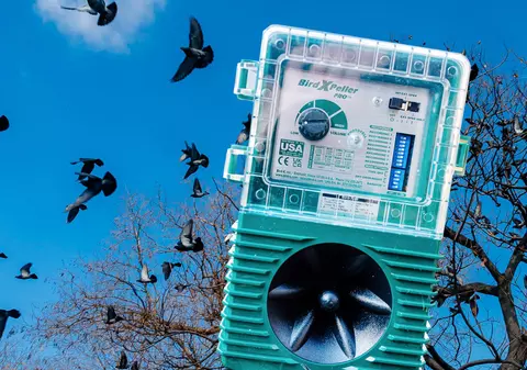 Păsările din Parcul Cișmigiu, alungate cu sunete de șoimi și vulturi. Cât costă aparatele împotriva ciorilor și porumbeilor 