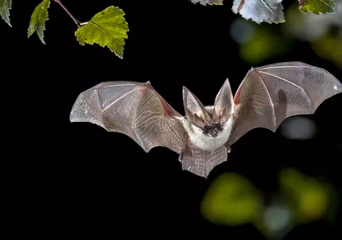 Curiozităţi despre lilieci