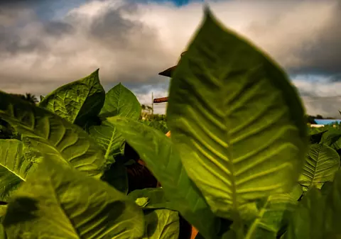 O parfumieră din Cuba folosește un ingredient-surpriză pentru crearea unei esențe unice: „Îi dă o notă și un miros speciale, echilibrate"