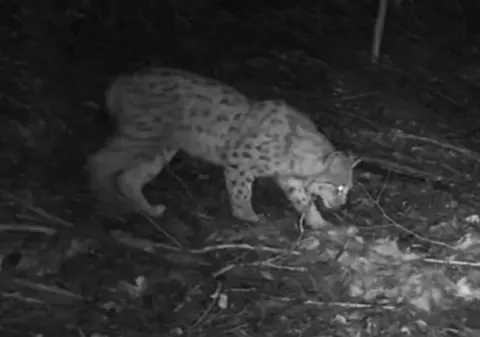 Imagini rare cu o familie de râși surprinsă„la masă”, într-o pădure din Caraș-Severin | VIDEO
