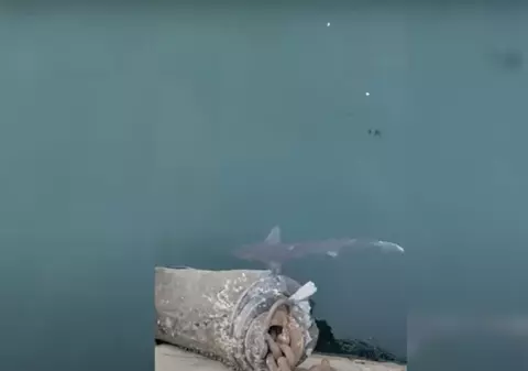 Un rechin a fost văzut în zona Portului Constanța. Biolog: „Este inofensiv. Nu trebuie să ne îngrijorăm”