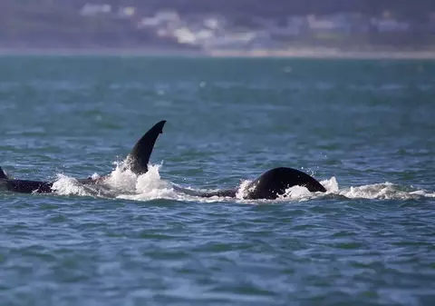 O orcă solitară a fost filmată vânând și ucigând un rechin Marele Alb, după un atac „uimitor” | VIDEO