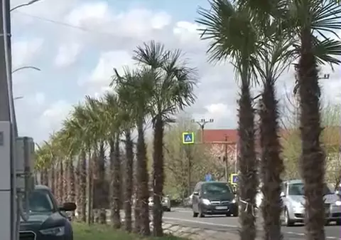 Inspirat de vacanțe, un primar dintr-o comună din Mehedinți a plantat 140 de palmieri. Suma cheltuită