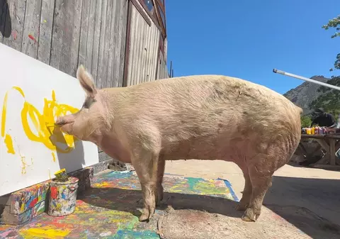 A murit Pigcasso, porcul pictor care a câștigat peste un milion de dolari cu tablourile lui