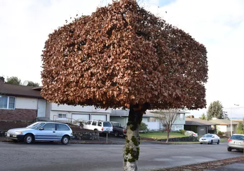 Arborii din Sibiu vor fi tăiați în formă dreptunghiulară, anunță primăria. „Copaci ca-n Minecraft”