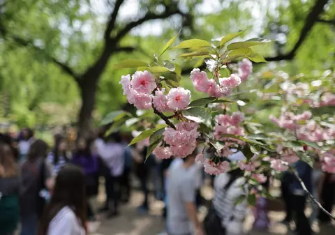 FOTO. Au înflorit cireșii în Grădina Japoneză din Parcul Herăstrău. Sute de persoane au asistat la „Festivalul Florilor de Cireș”