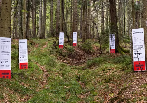 IKEA face mobilă din pădurile seculare ale României, acuză Greenpeace. „Arbori cu vârste de până la 180 de ani sunt tăiați”