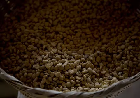 Studiu: Cafeaua ta de dimineață poate avea peste jumătate de milion de ani. Șapte boabe, la baza cuceririi globale