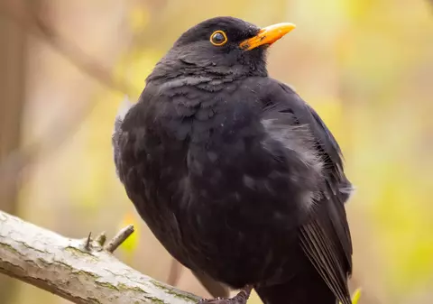 O pasăre care imită sirena poliției îi încurcă pe ofițeri. Mierla are cuib lângă o secție de poliție din Marea Britanie | VIDEO