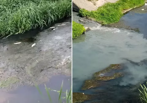 Sute de pești, găsiți din nou morți pe pârâul Peța din Oradea din cauza poluării masive
