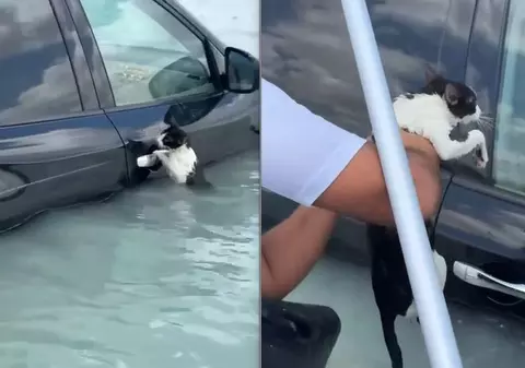 Momentul în care o pisică, agățată de portiera unei mașini în timpul inundațiilor din Dubai, este salvată de un polițist