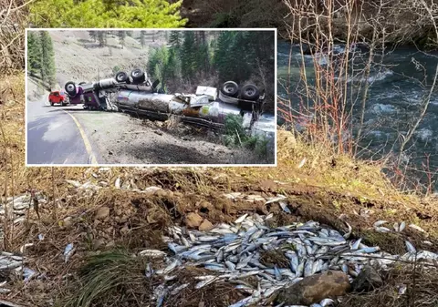 100.000 de somoni vii s-au vărsat dintr-o cisternă răsturnată pe marginea șoselei. Majoritatea au căzut într-un pârâu și au supraviețuit