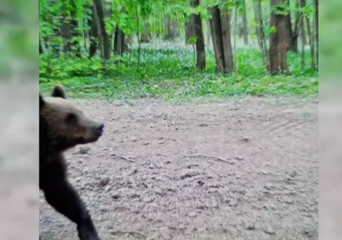 Un urs a fost văzut din nou lângă București. Autoritățile au emis un mesaj Ro-Alert